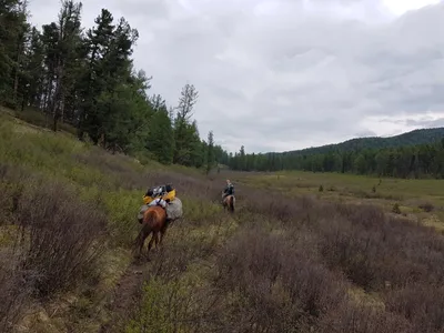 Das Packpferd ist ziemlich beladen