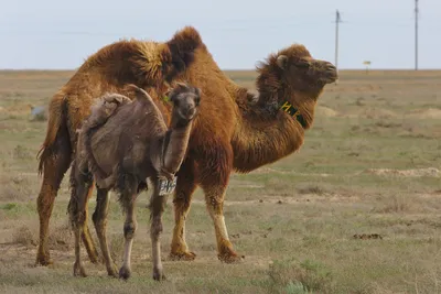 Frei lebende Kamele, die aber jemandem gehören