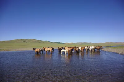 Hoppla, da versperren die Pferde die Wasserdurchfahrt