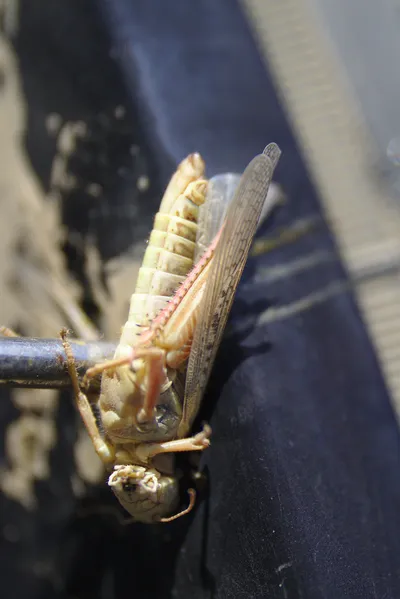 So sehen tote Grasshopper aus ;-)