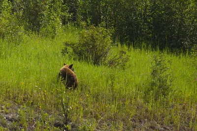 Der 5te Bär kriege ich endlich auf ein Foto :-)
